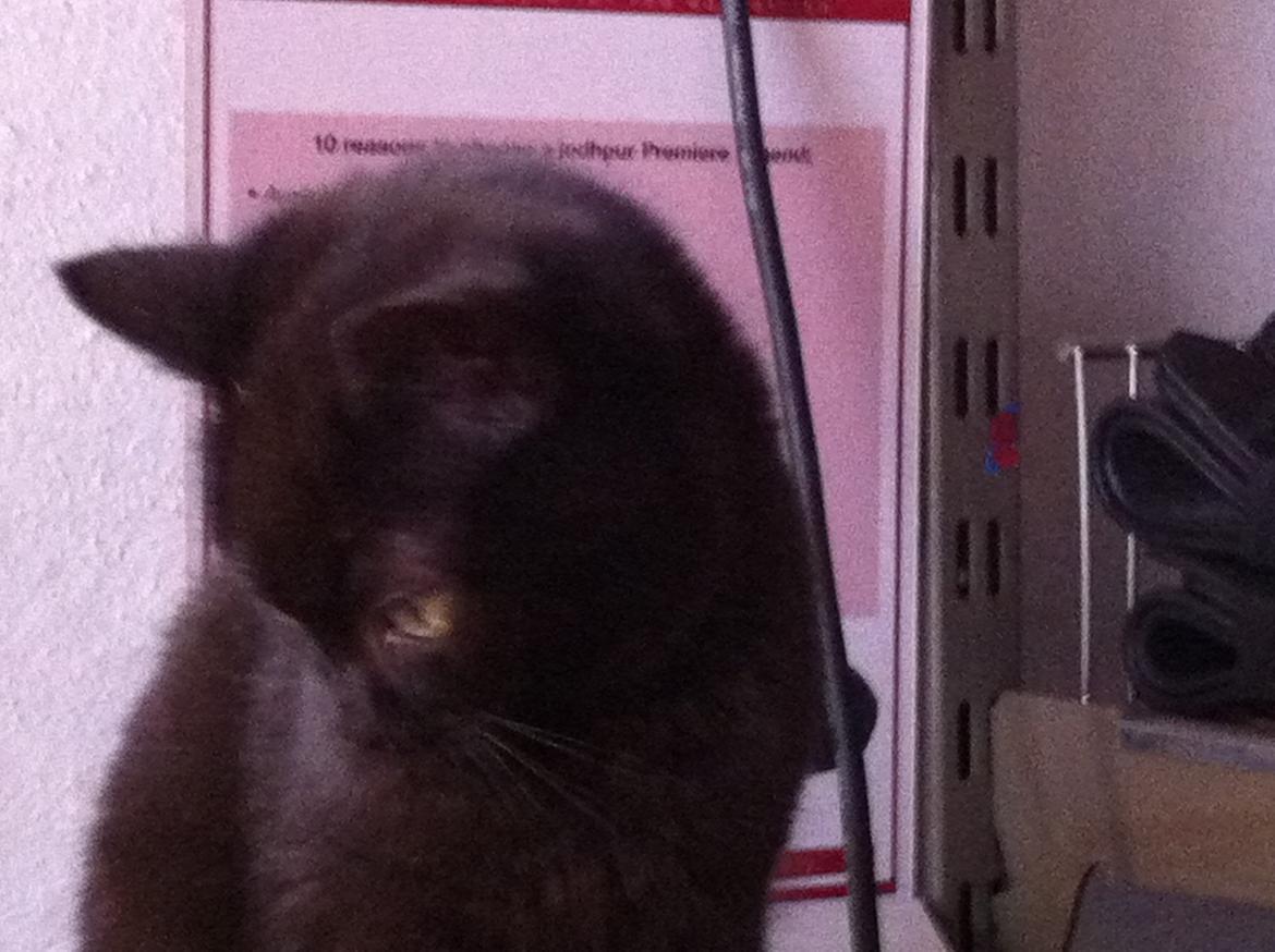 Huskat Sorti billede 9