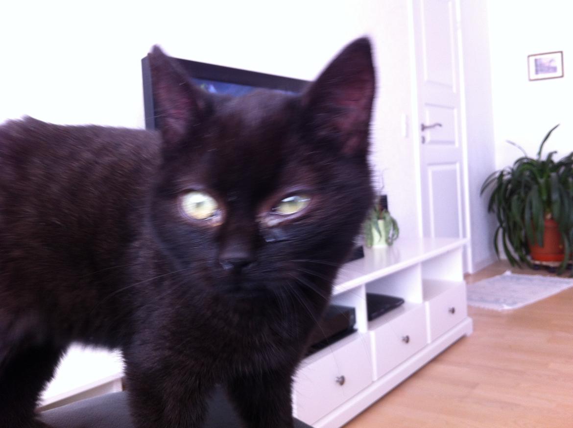 Huskat Sorti billede 10