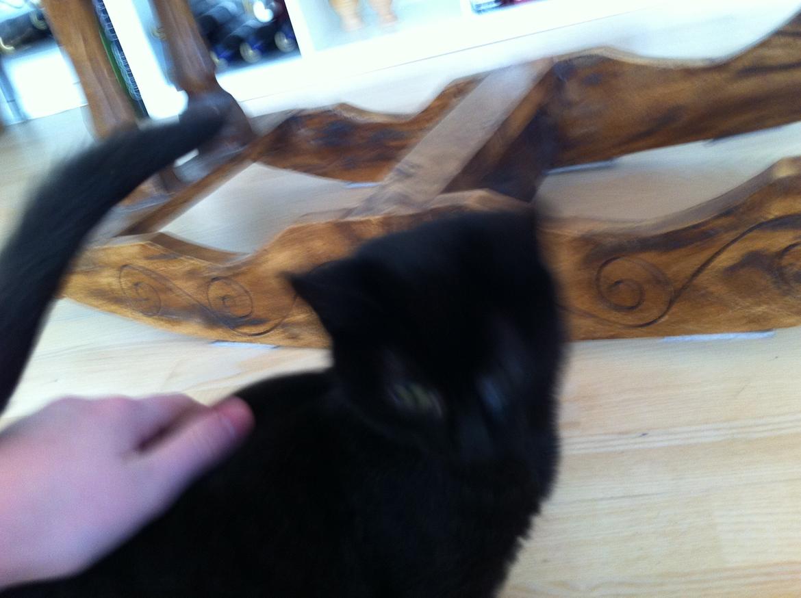 Huskat Sorti billede 11