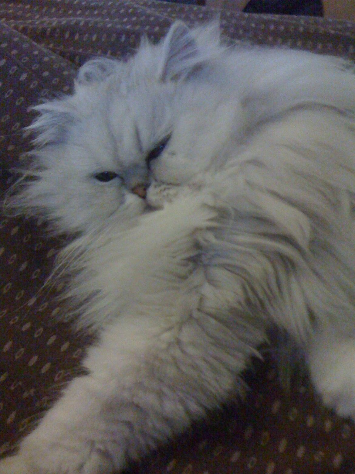 Perser Pjerrot billede 4