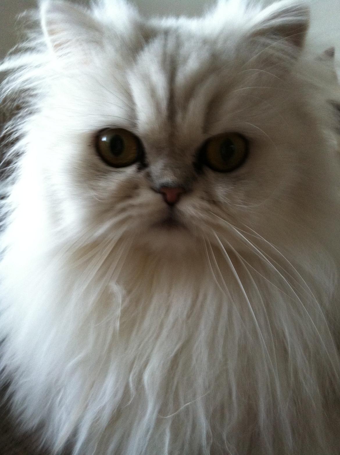 Perser Pjerrot billede 5