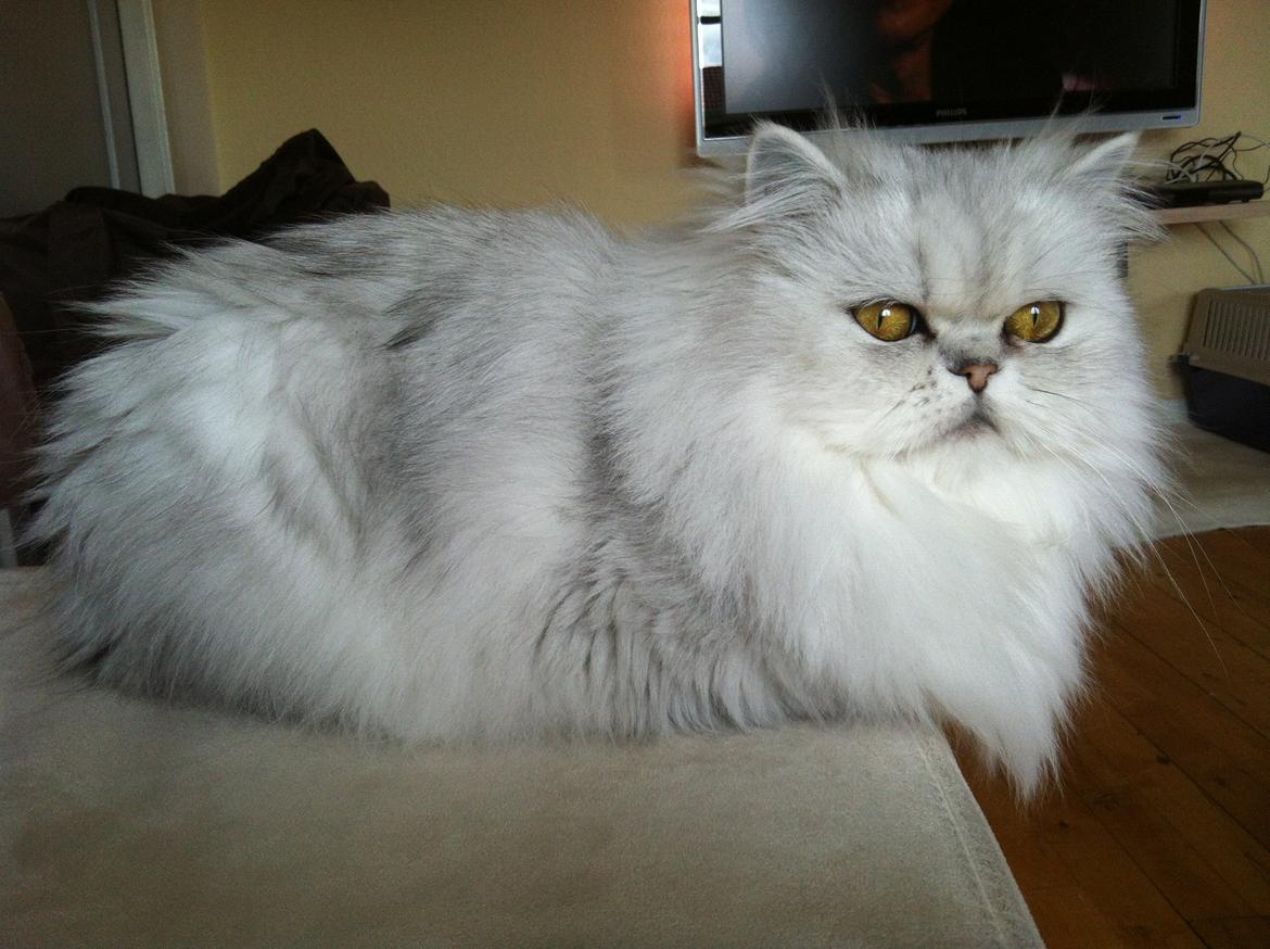 Perser Pjerrot billede 7