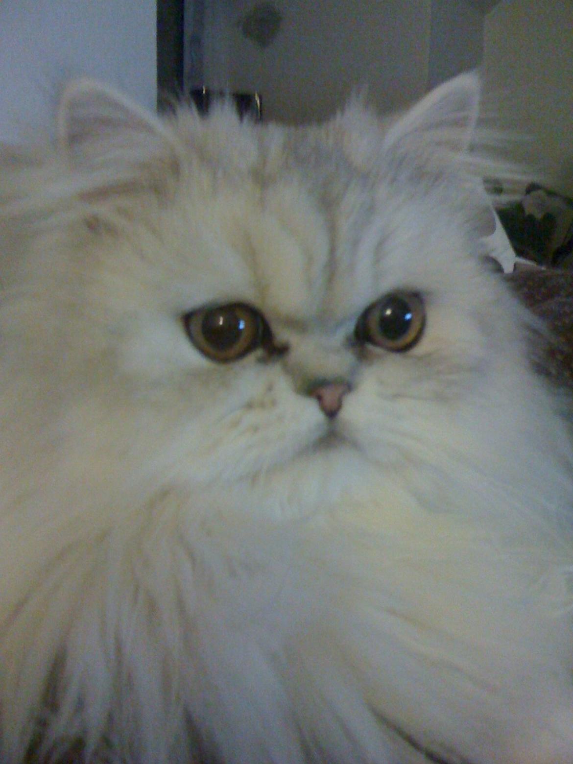 Perser Pjerrot billede 8