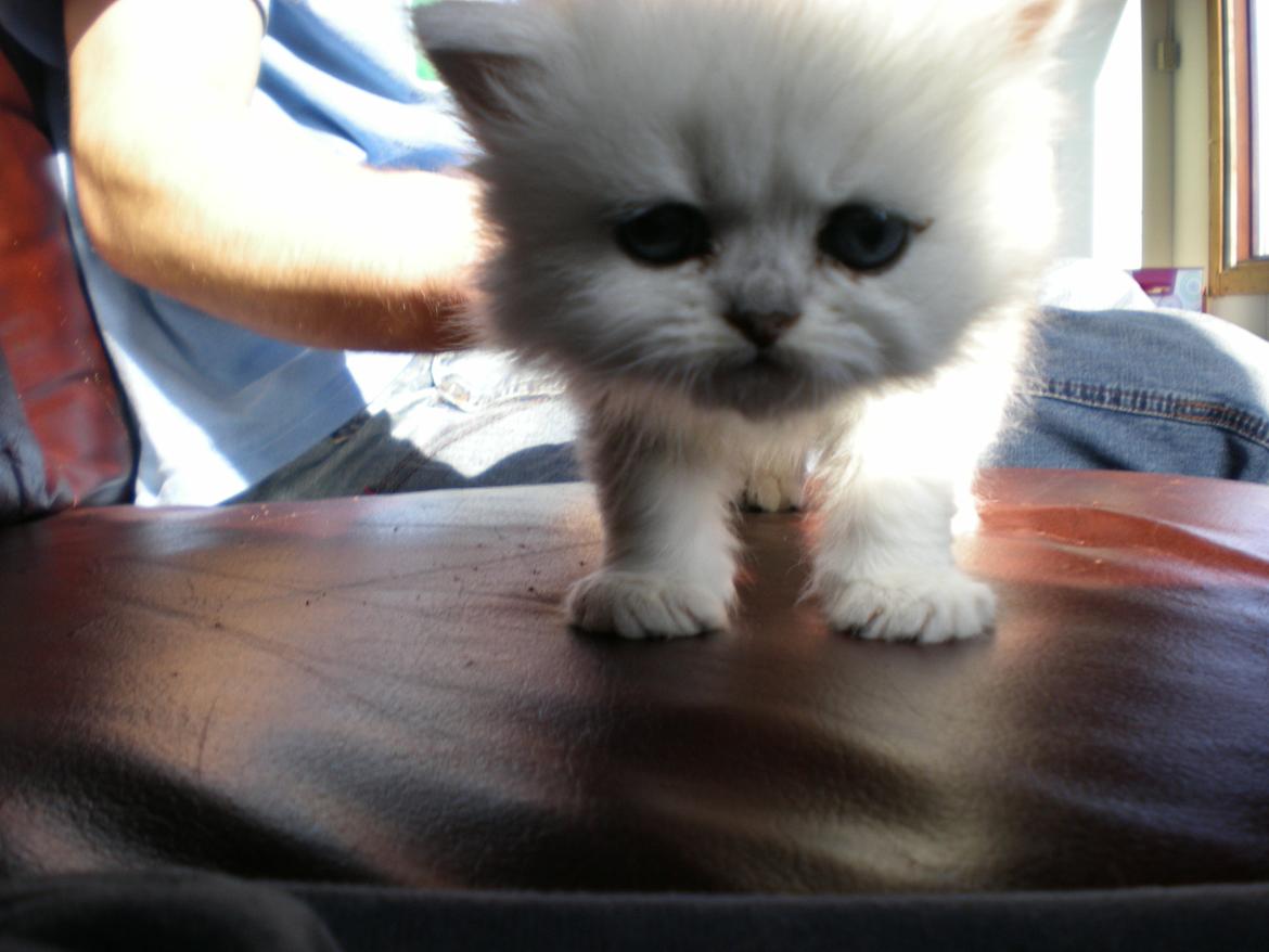 Perser Pjerrot - Fem uger gammel billede 9