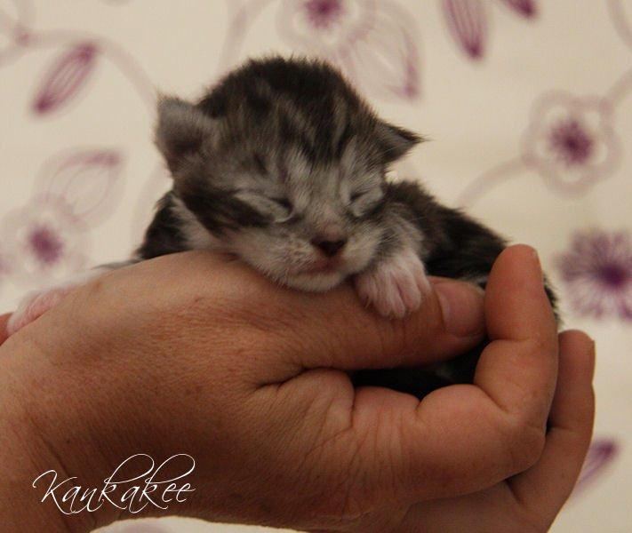 Maine Coon MisB'Cat Kankakee billede 2