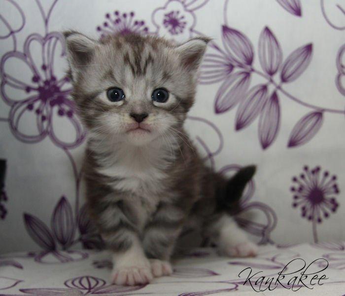 Maine Coon MisB'Cat Kankakee billede 3