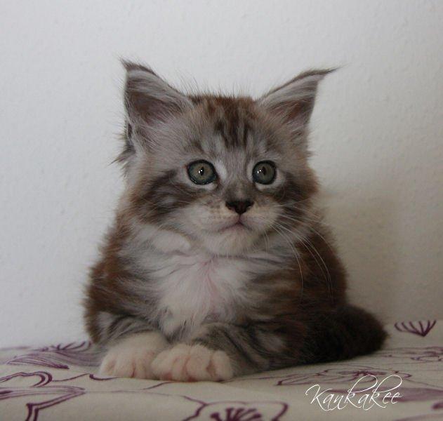 Maine Coon MisB'Cat Kankakee billede 4