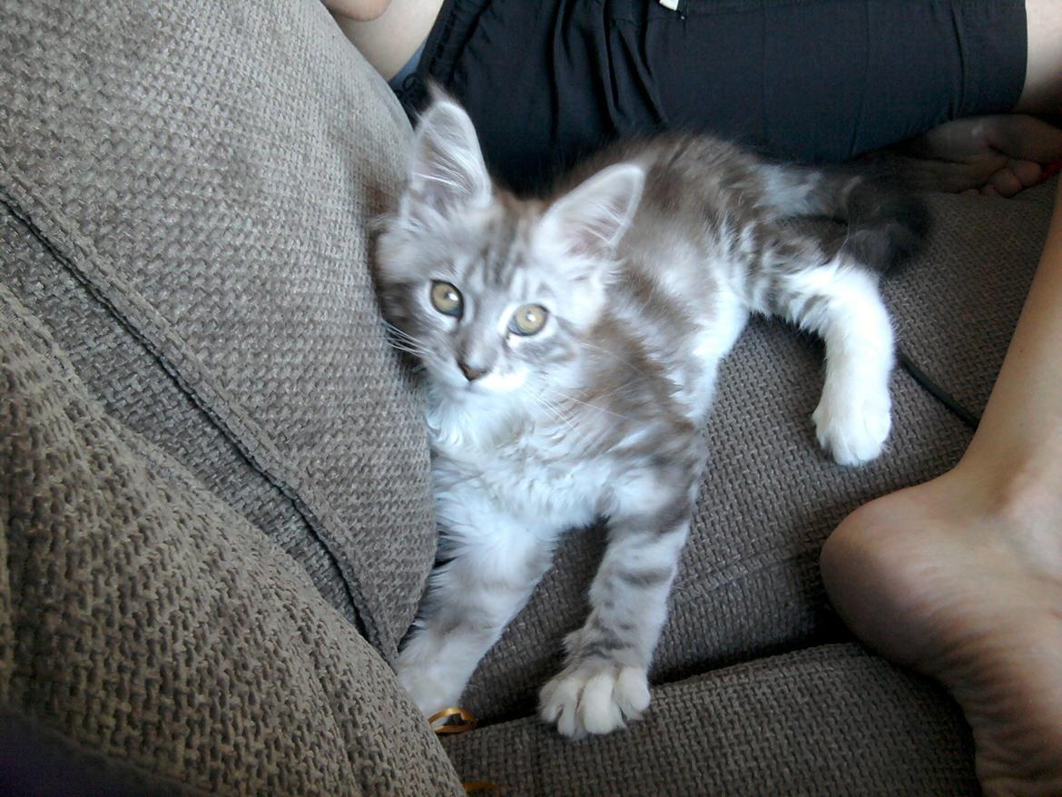 Maine Coon MisB'Cat Kankakee billede 6