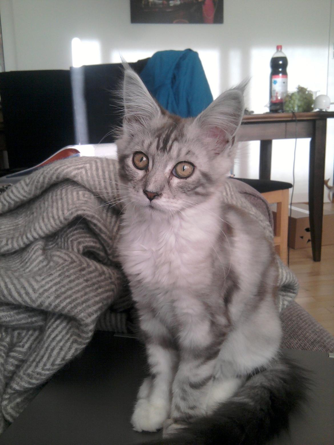 Maine Coon MisB'Cat Kankakee billede 7