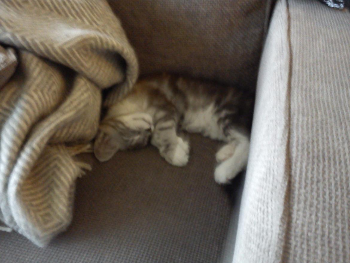 Maine Coon MisB'Cat Kankakee billede 8