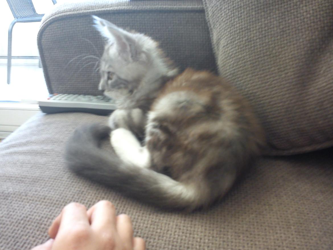 Maine Coon MisB'Cat Kankakee billede 9