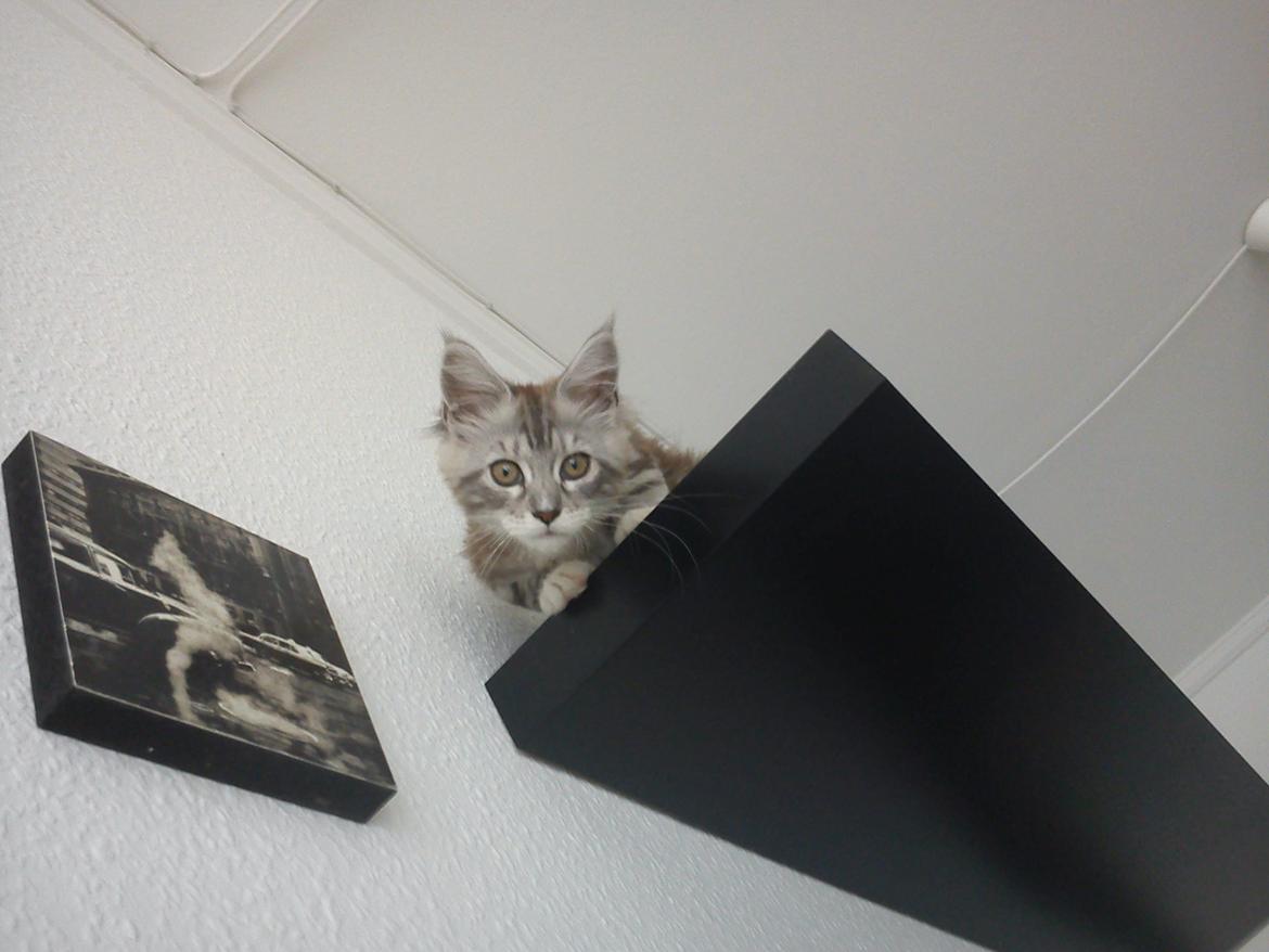 Maine Coon MisB'Cat Kankakee billede 10