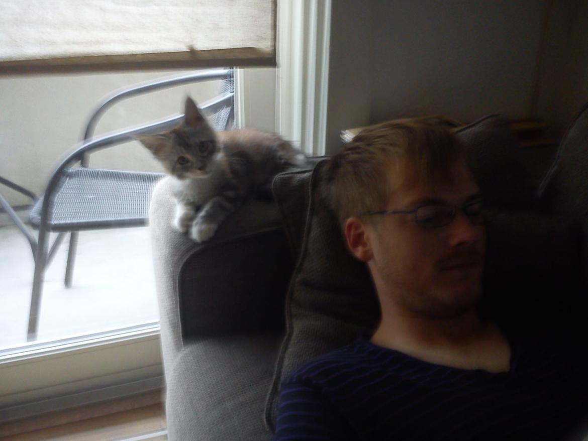 Maine Coon MisB'Cat Kankakee billede 11