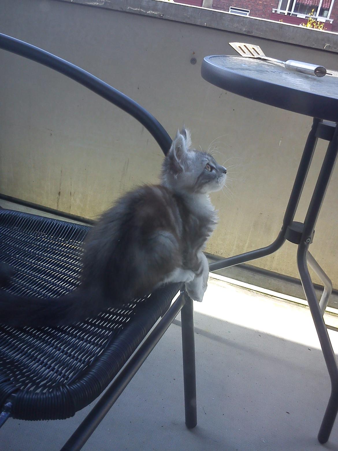 Maine Coon MisB'Cat Kankakee billede 12