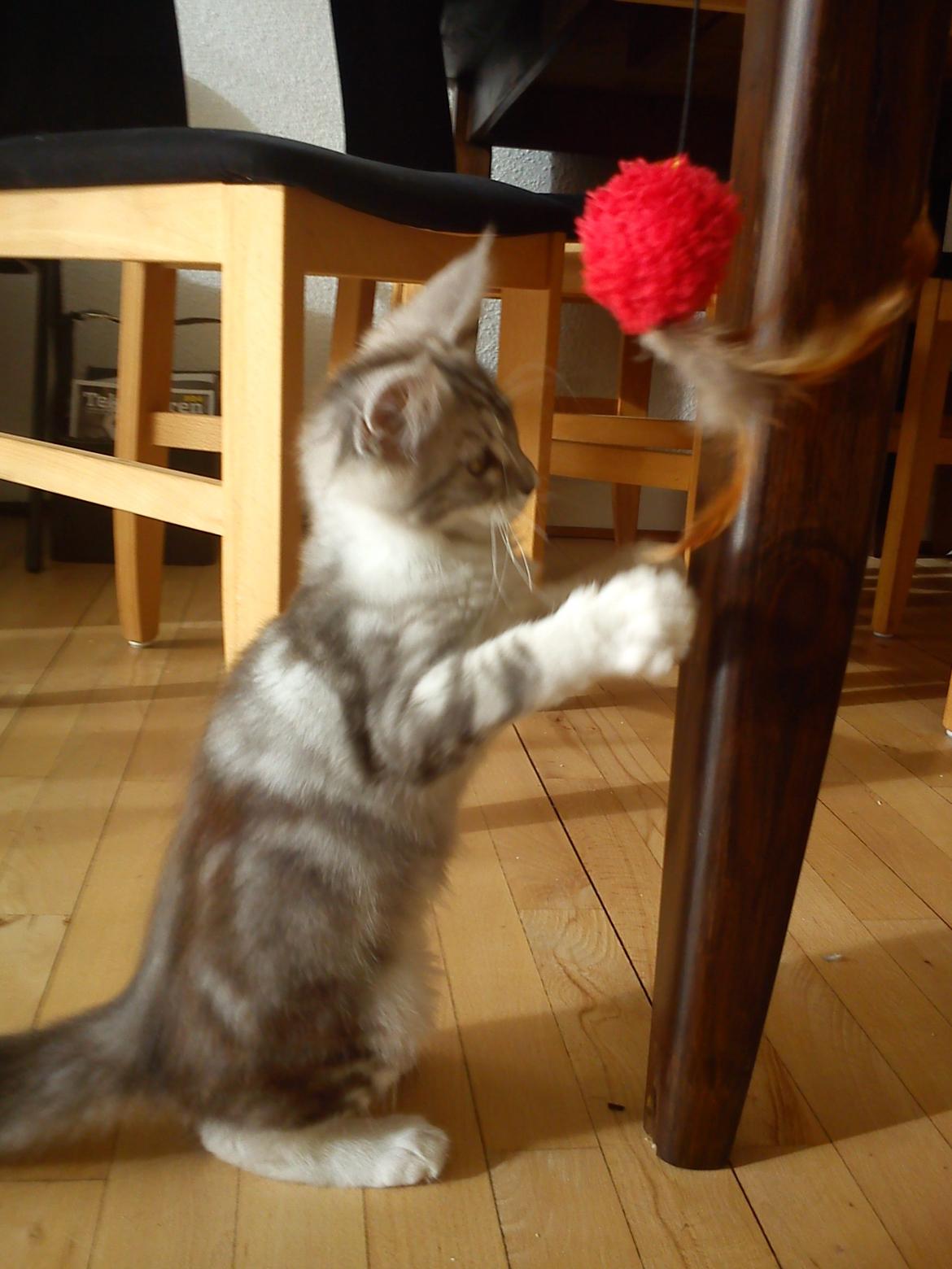 Maine Coon MisB'Cat Kankakee billede 13