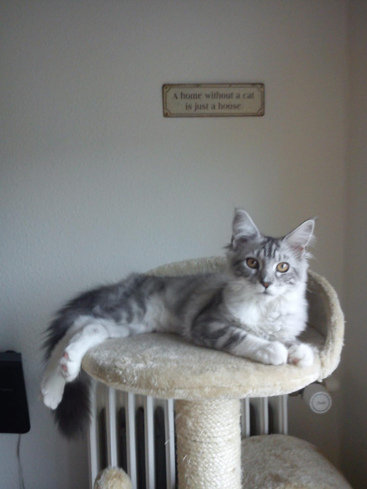 Maine Coon MisB'Cat Kankakee billede 14