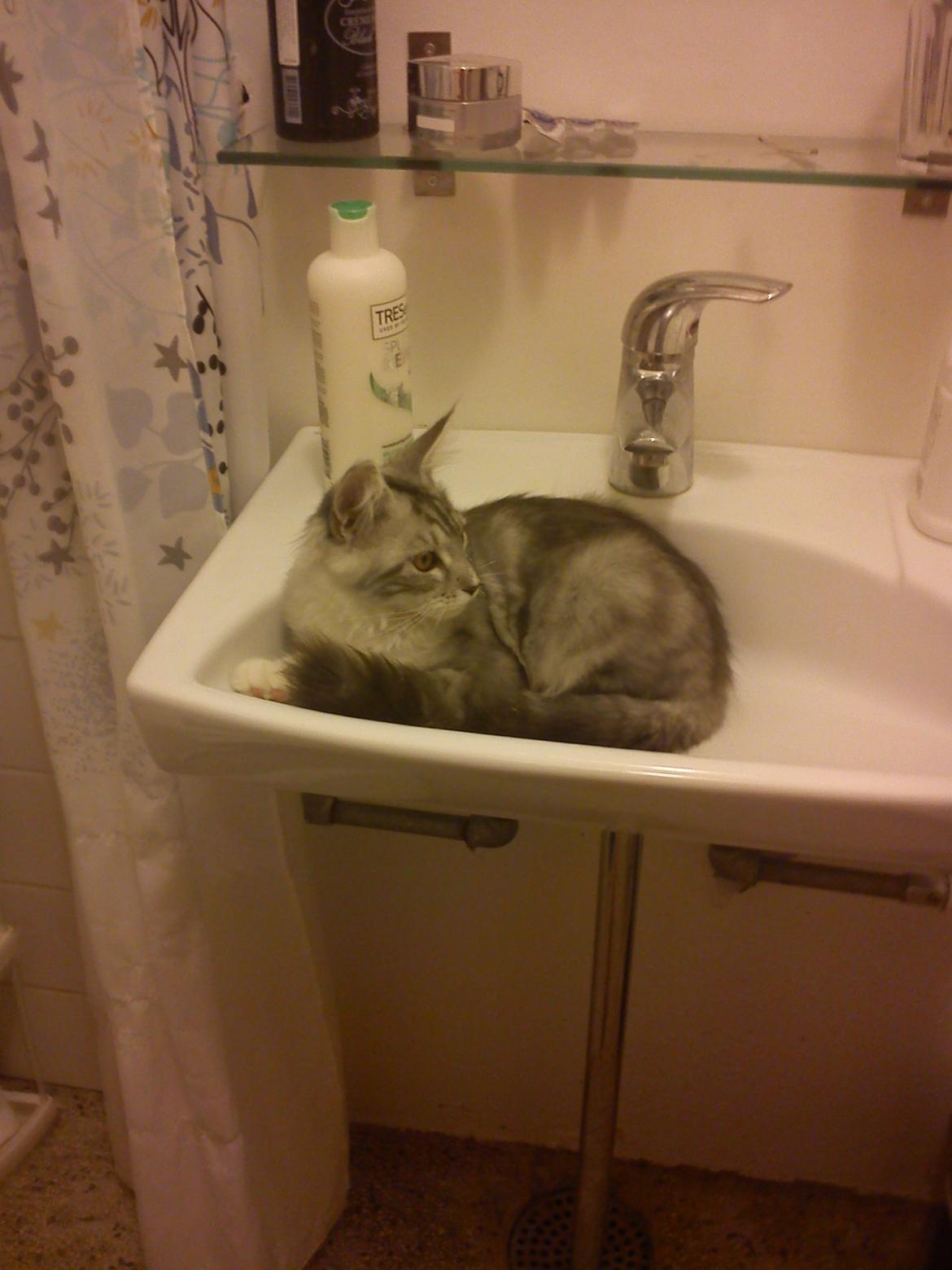 Maine Coon MisB'Cat Kankakee billede 15