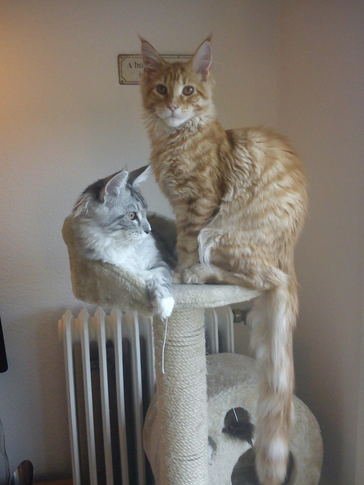 Maine Coon MisB'Cat Kankakee billede 16