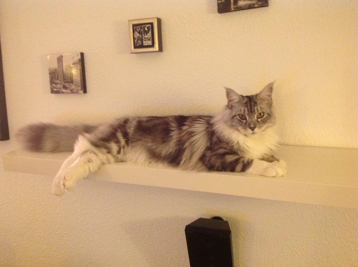 Maine Coon MisB'Cat Kankakee billede 17