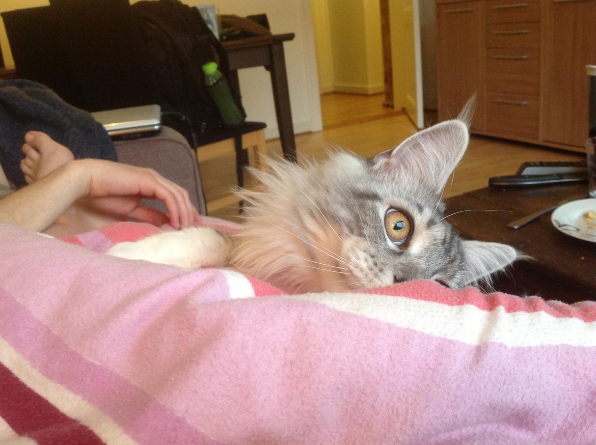 Maine Coon MisB'Cat Kankakee billede 18