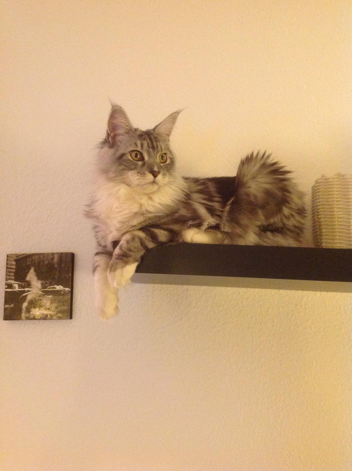 Maine Coon MisB'Cat Kankakee billede 1