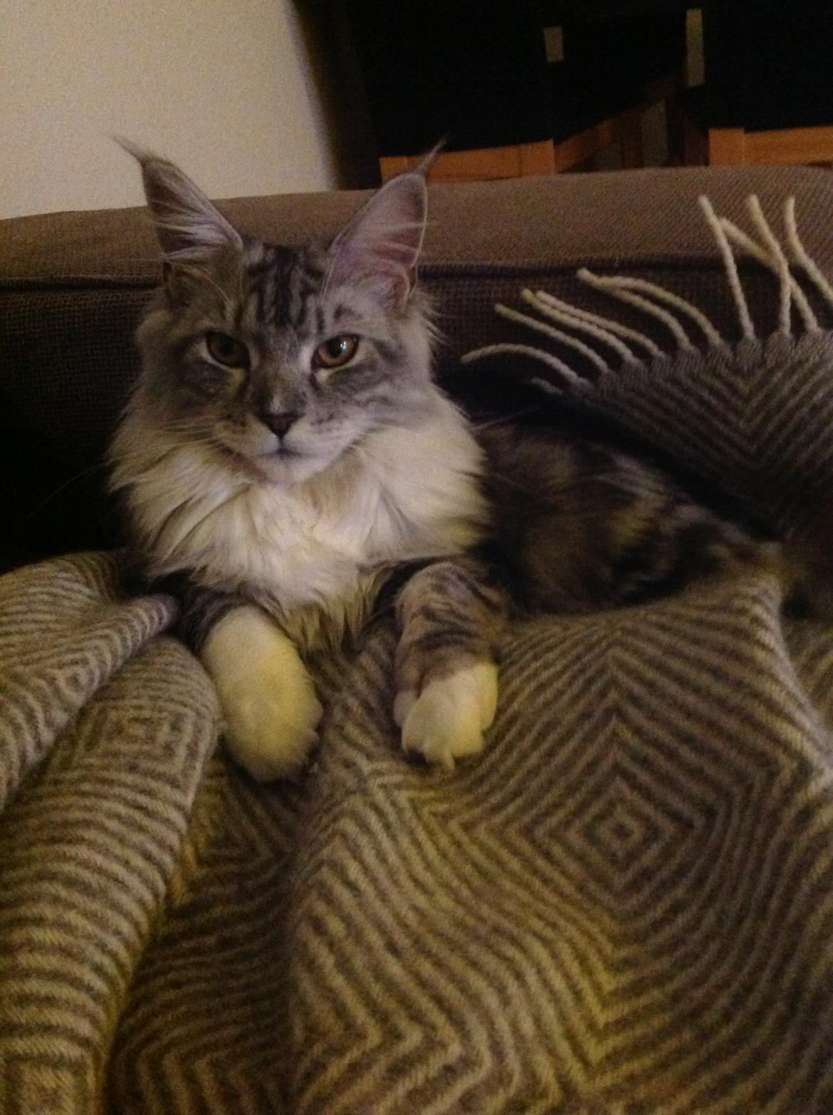 Maine Coon MisB'Cat Kankakee billede 19
