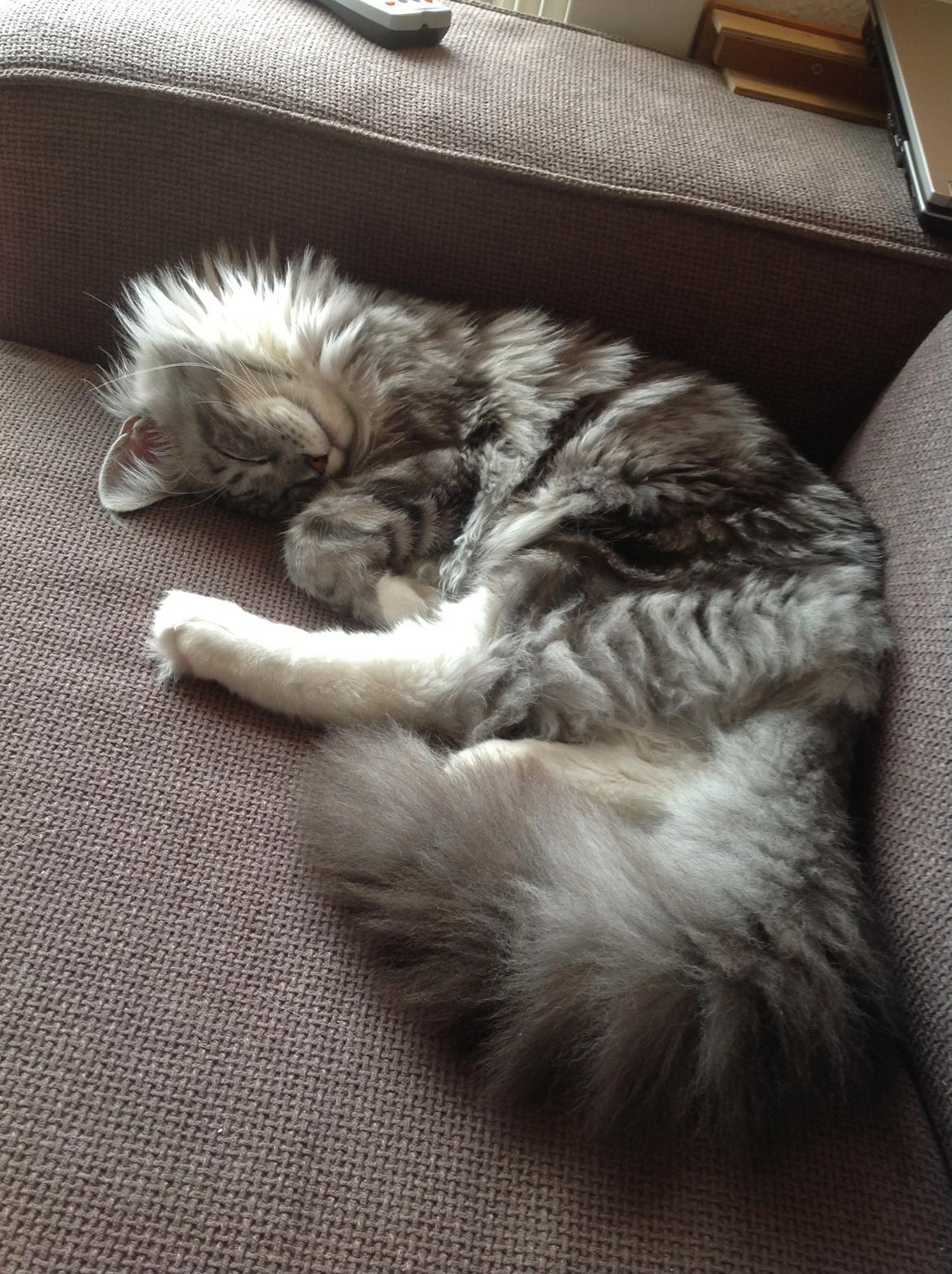 Maine Coon MisB'Cat Kankakee billede 20