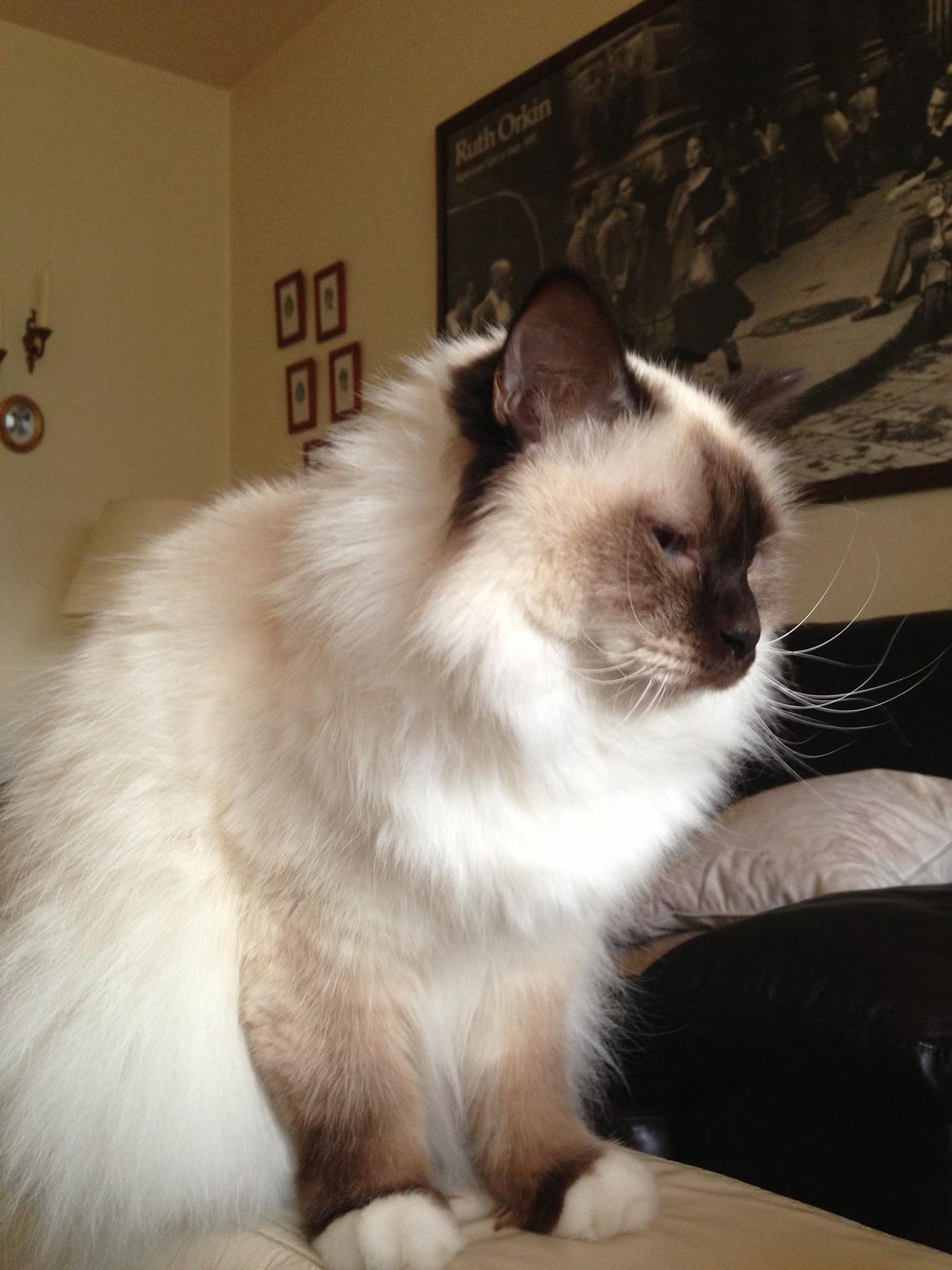 Hellig Birma Coco billede 8