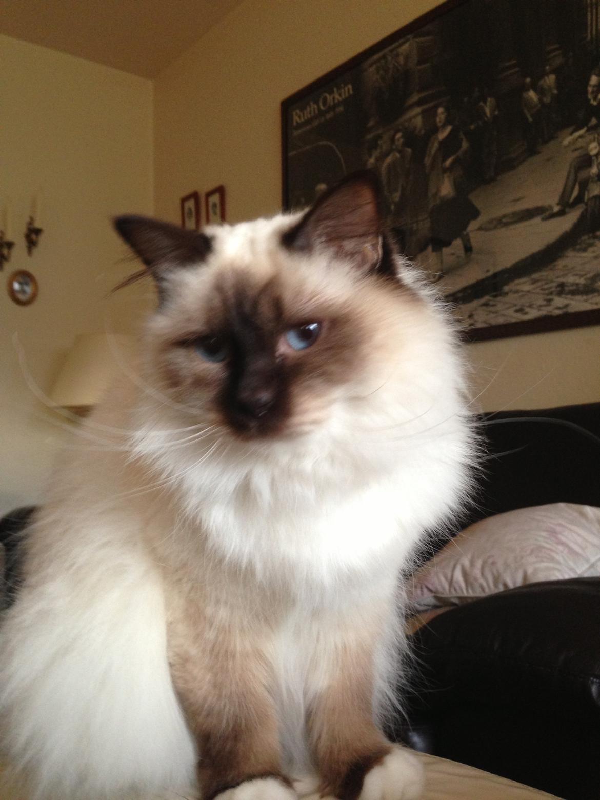 Hellig Birma Coco billede 9