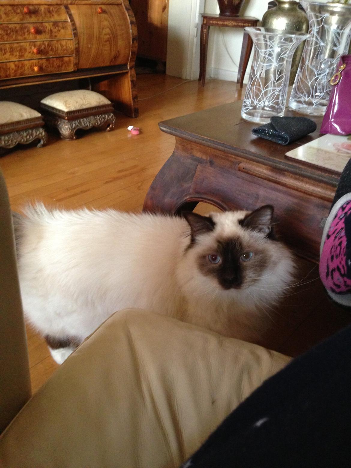 Hellig Birma Coco billede 10