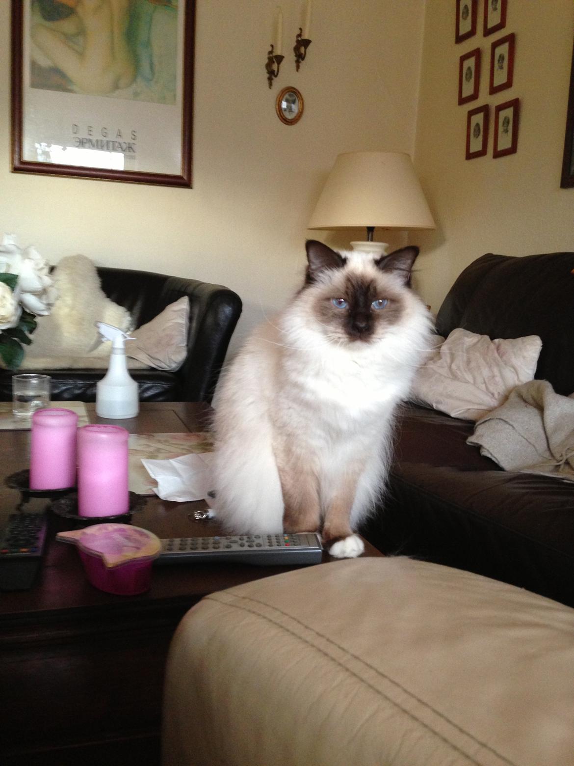 Hellig Birma Coco billede 11