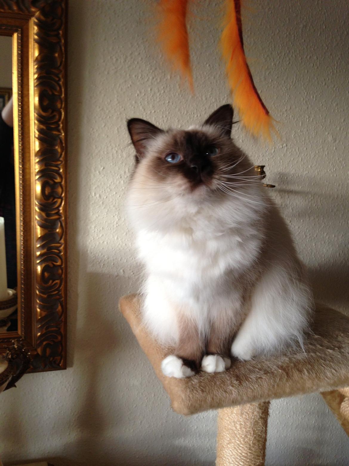 Hellig Birma Coco billede 12