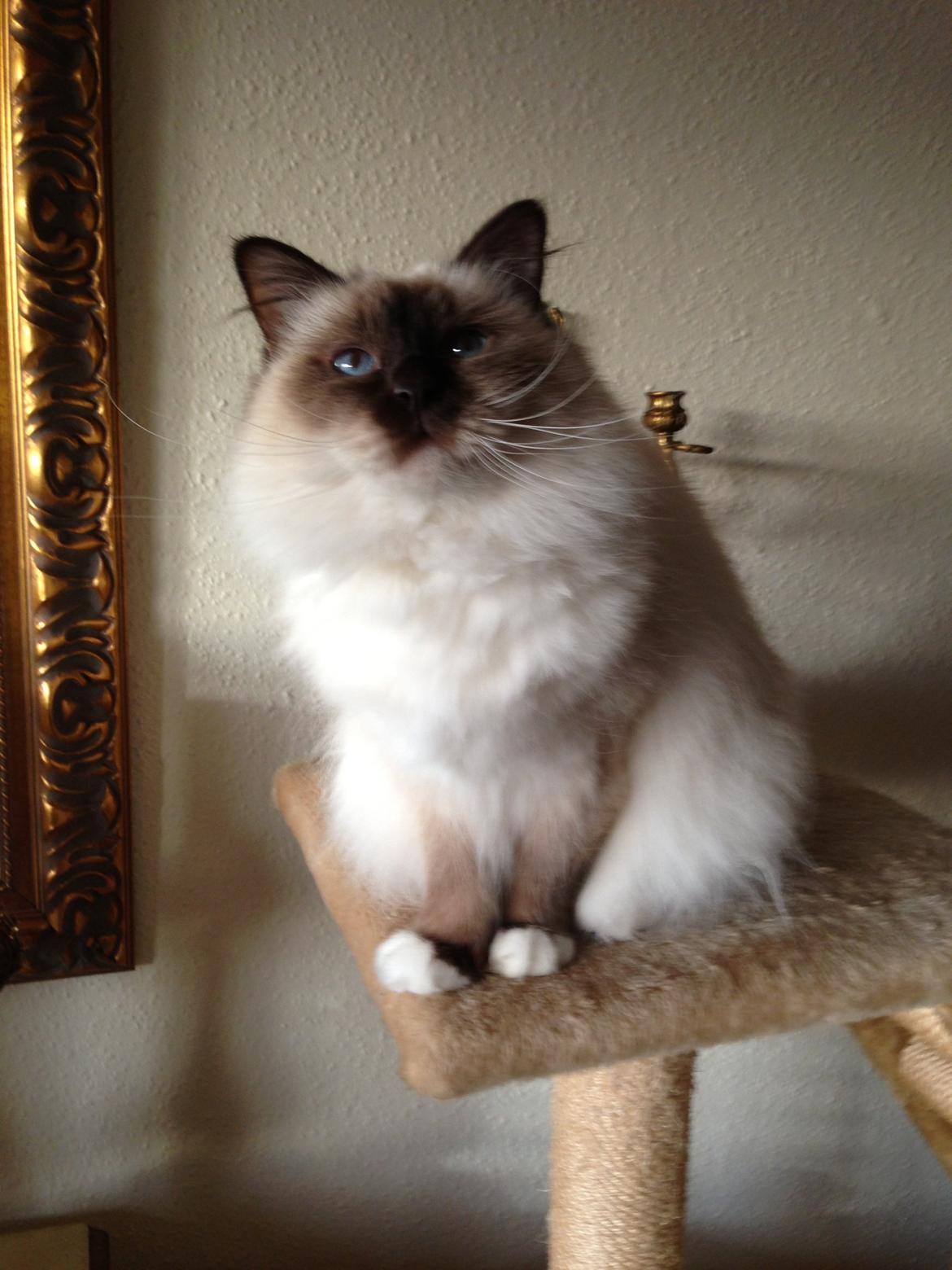 Hellig Birma Coco billede 13