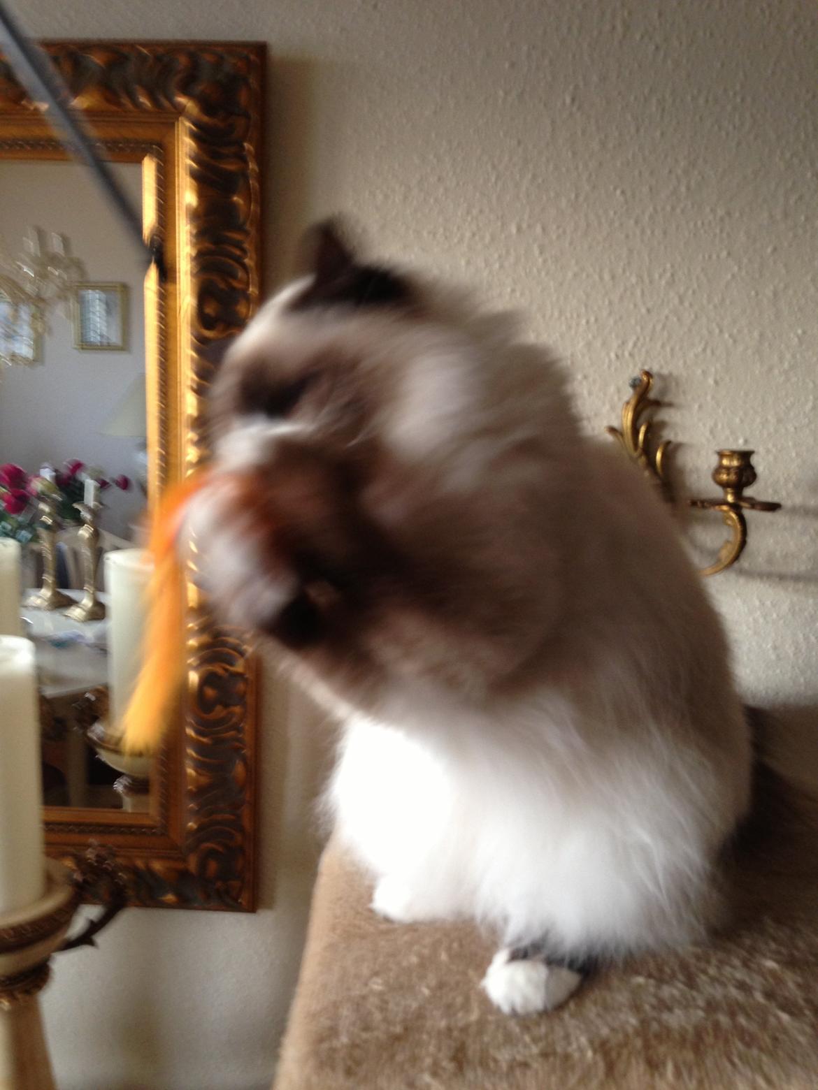 Hellig Birma Coco billede 14