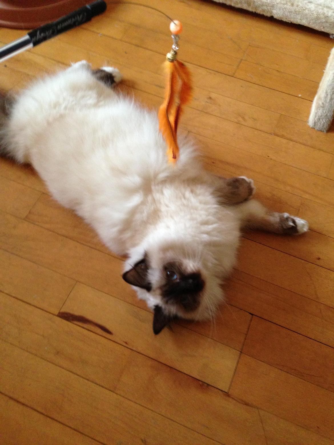 Hellig Birma Coco billede 15