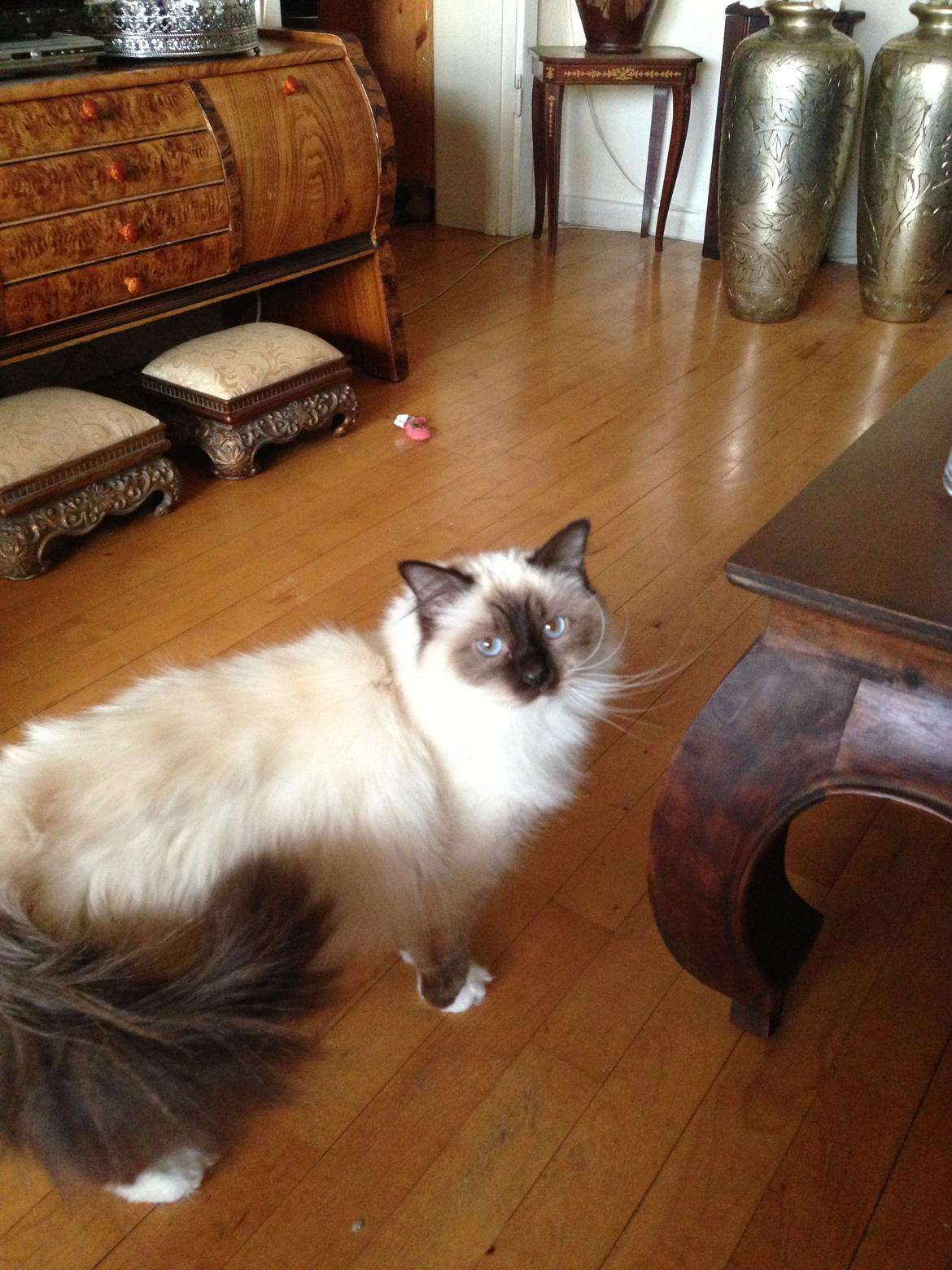 Hellig Birma Coco billede 16