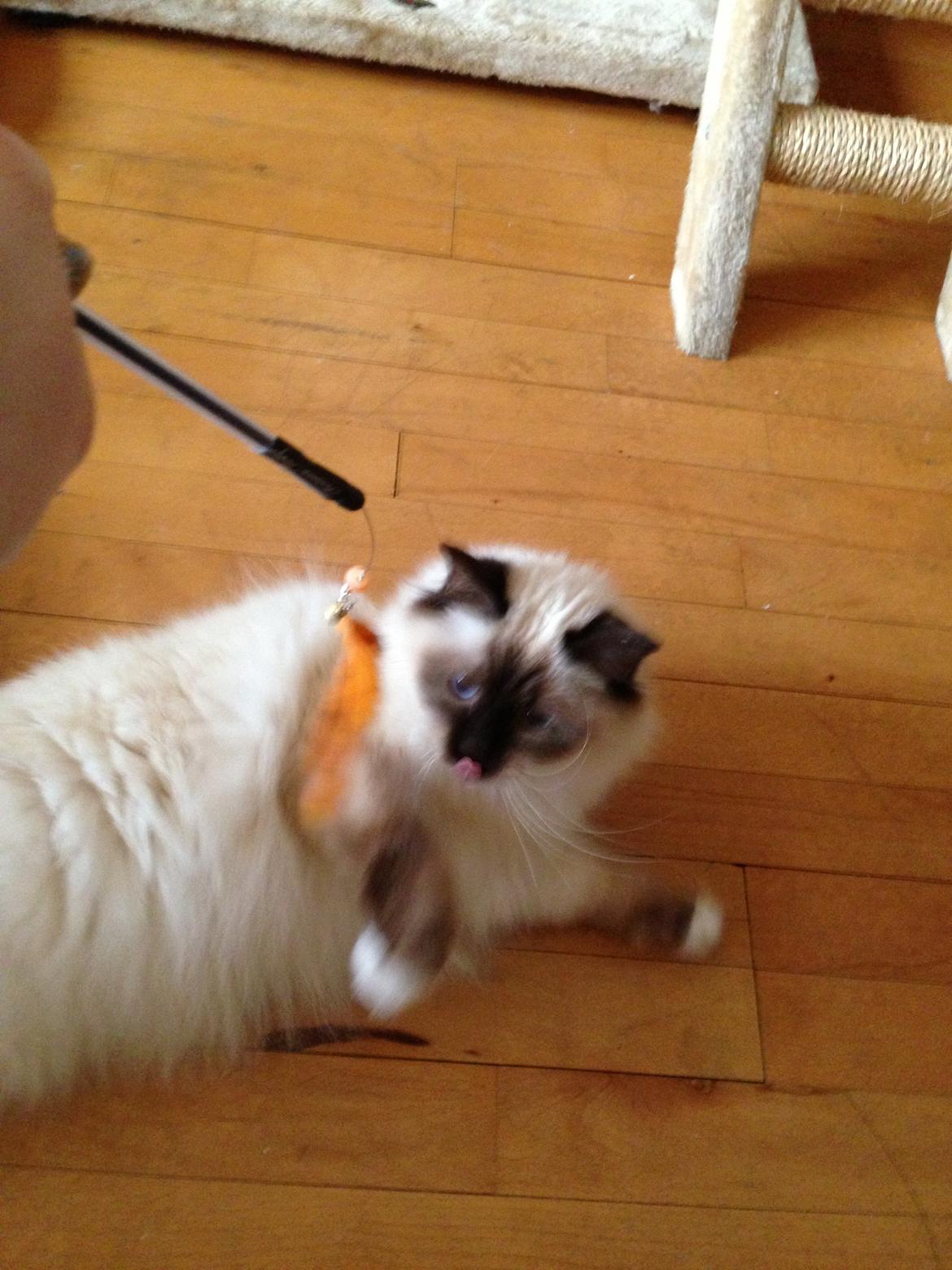 Hellig Birma Coco billede 17