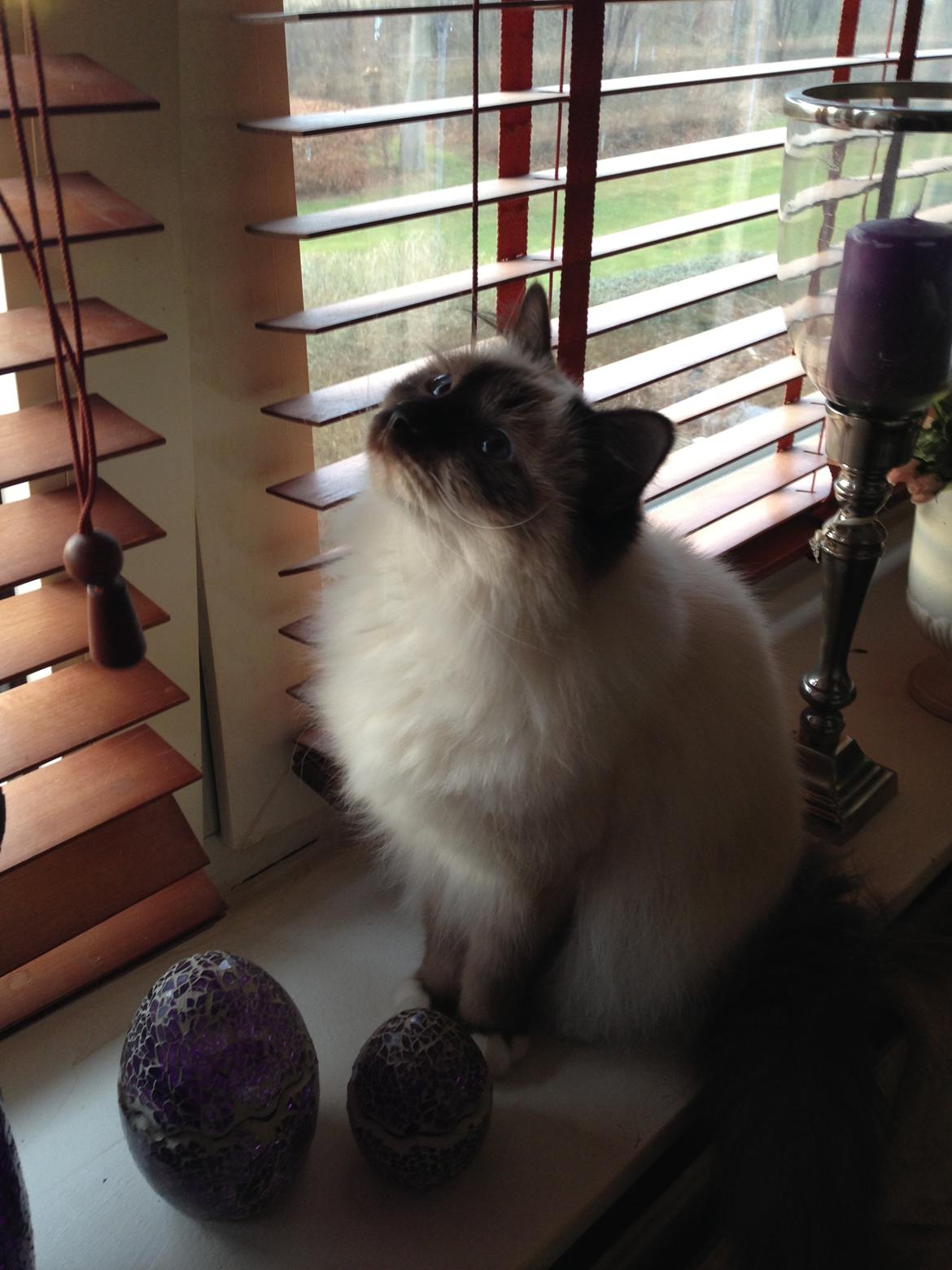 Hellig Birma Coco billede 18