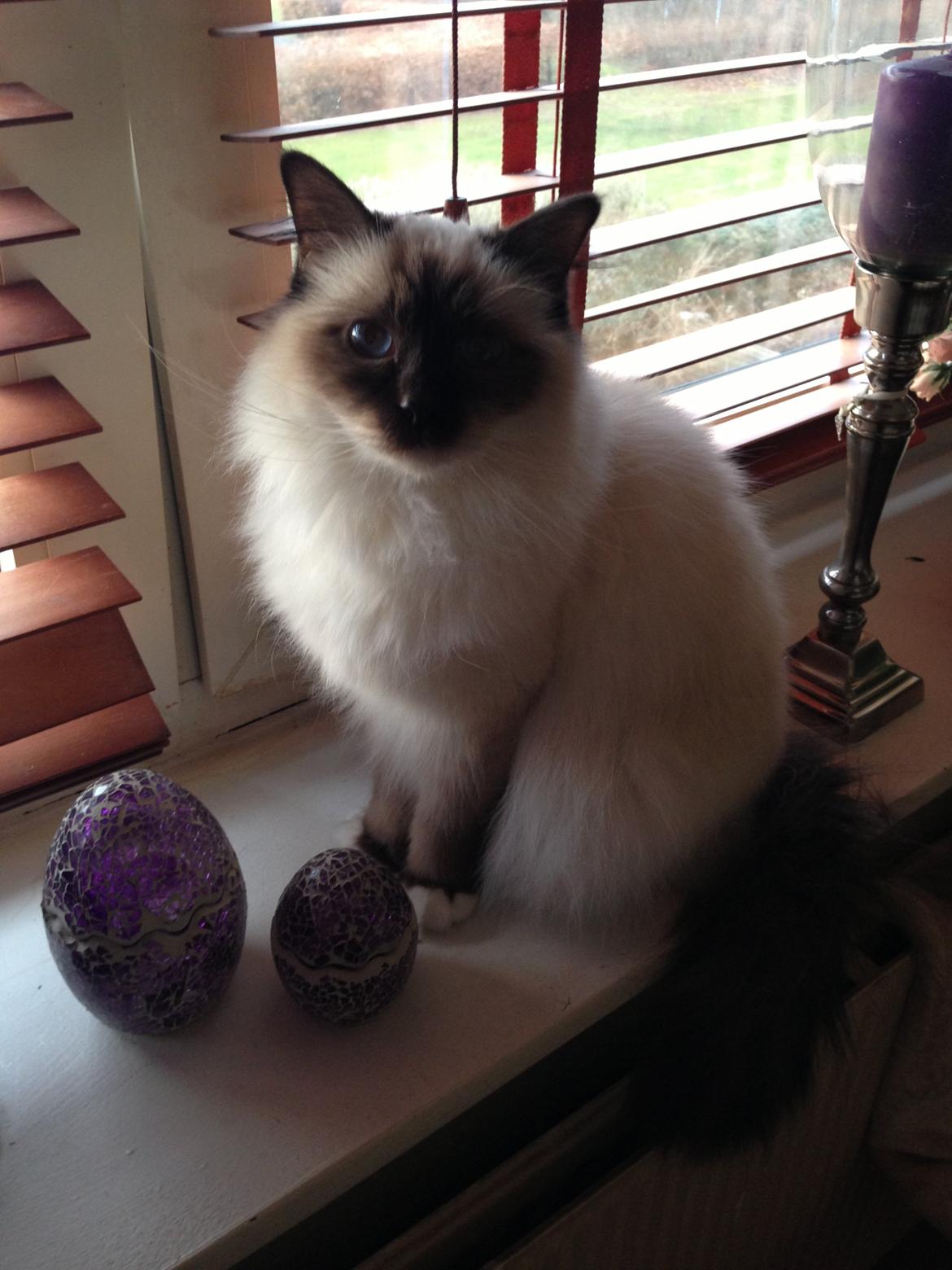 Hellig Birma Coco billede 19