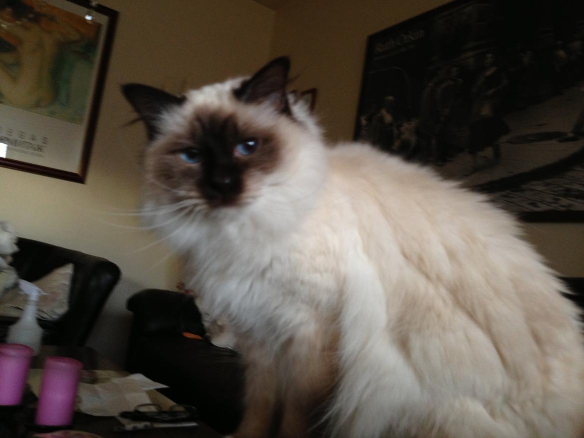 Hellig Birma Coco billede 20