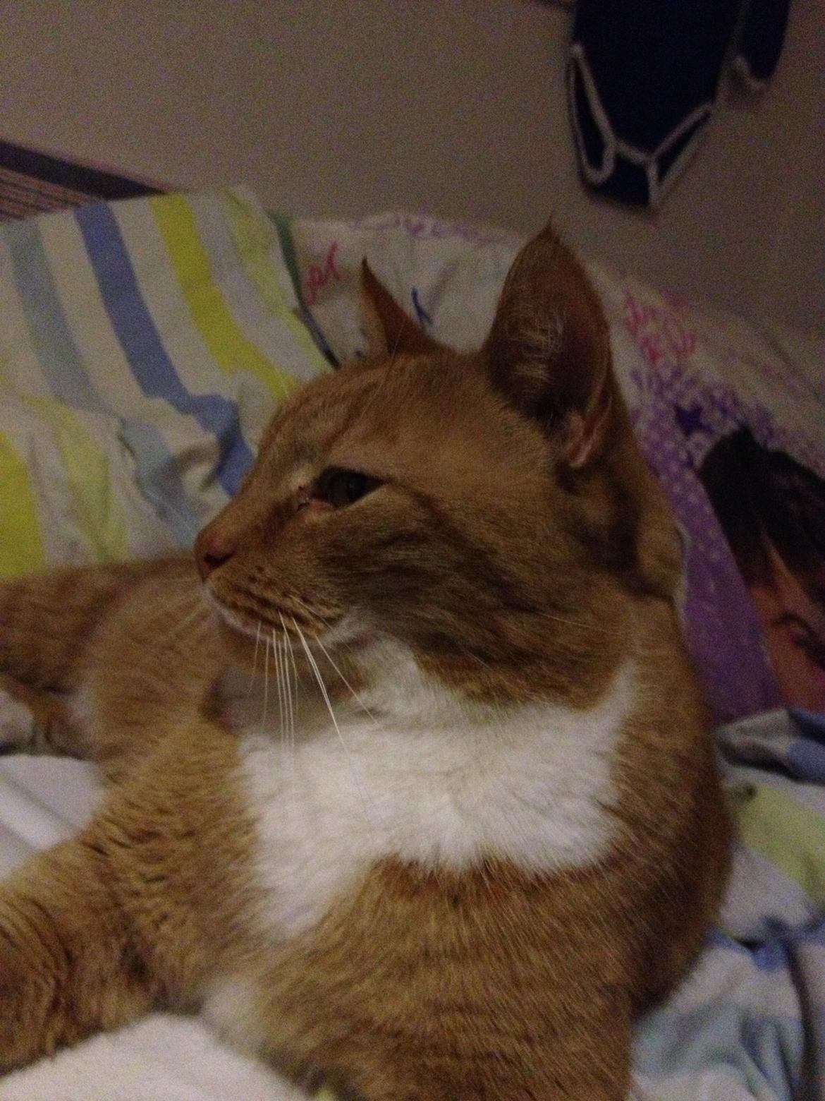 Huskat Garfield (gaffe) billede 2