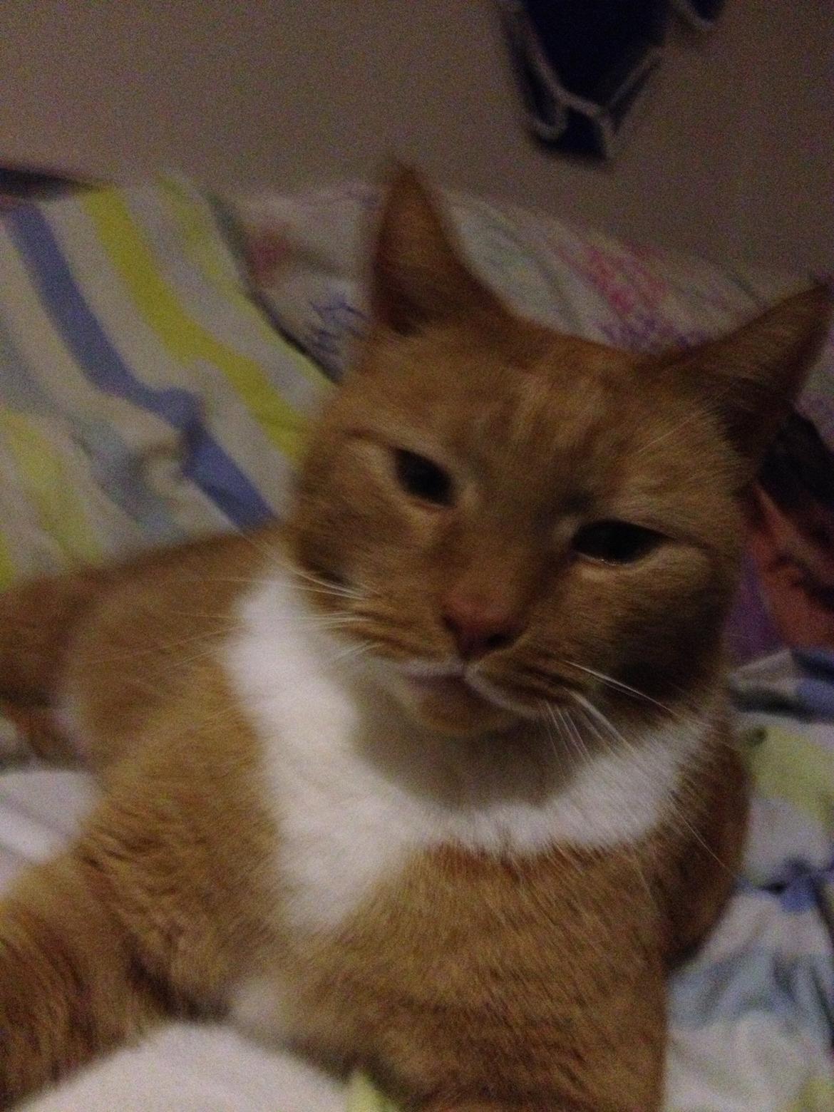 Huskat Garfield (gaffe) billede 3