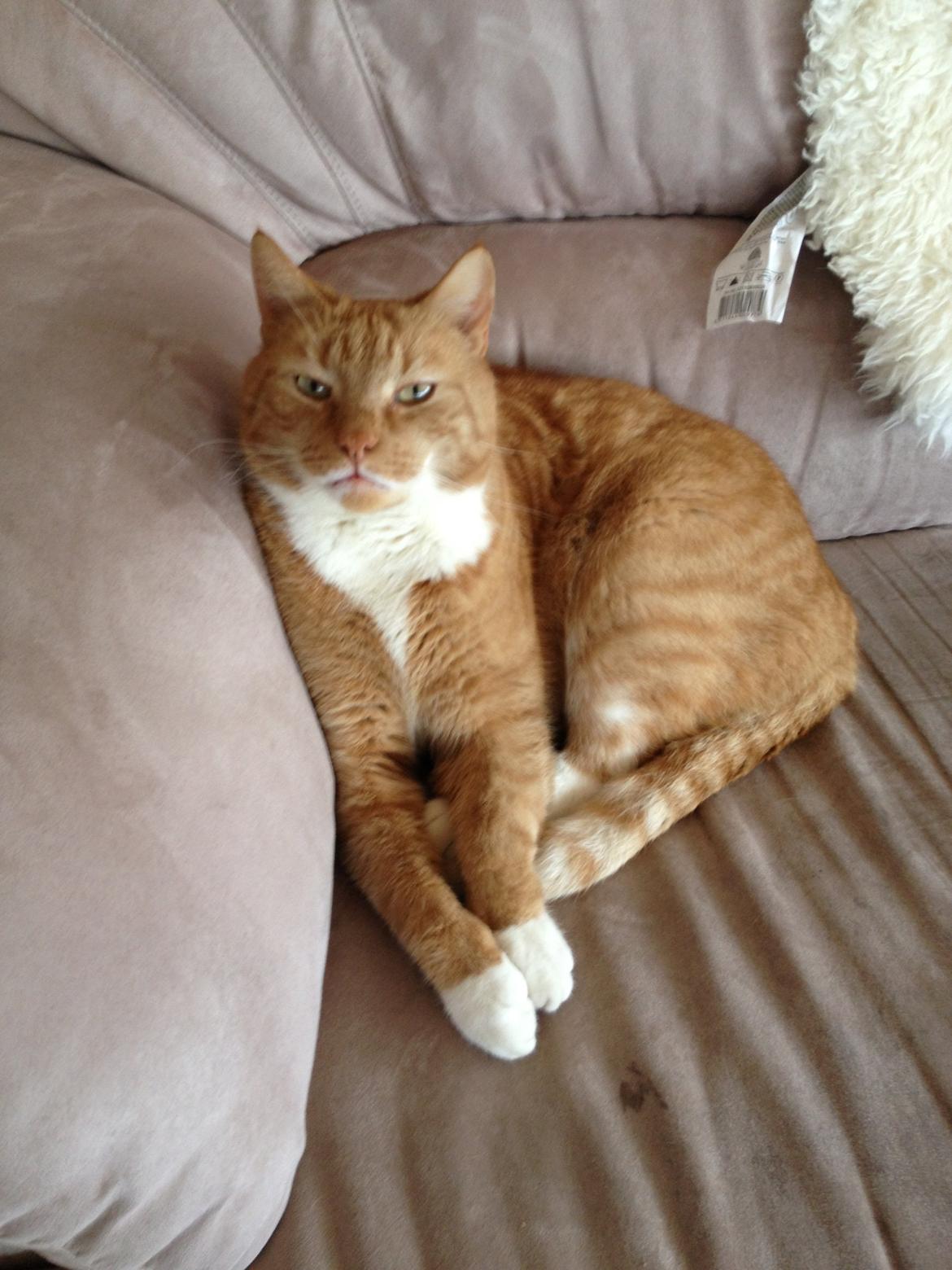 Huskat Garfield (gaffe) billede 4