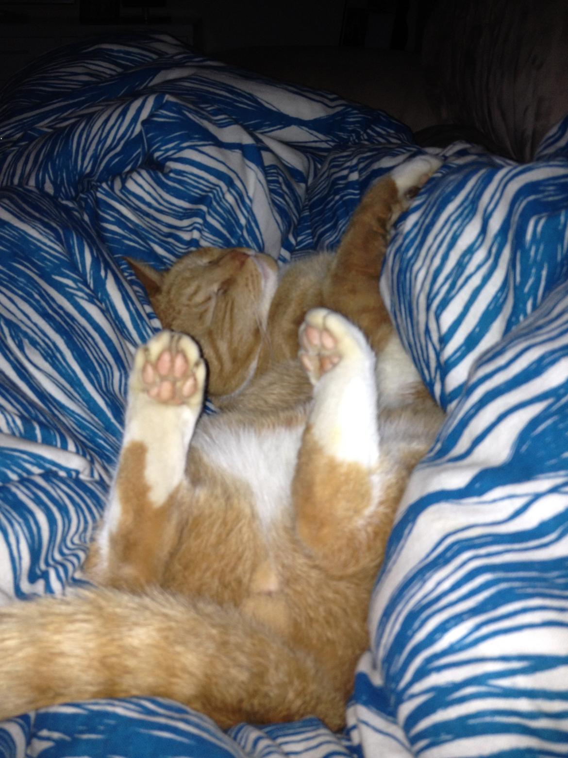 Huskat Garfield (gaffe) billede 6