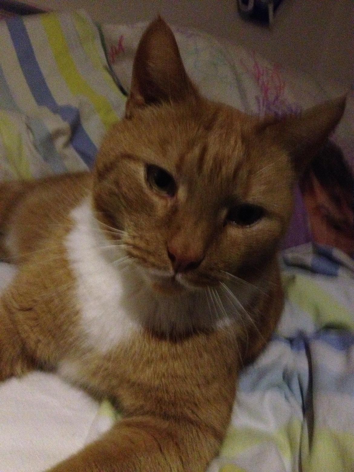 Huskat Garfield (gaffe) billede 7