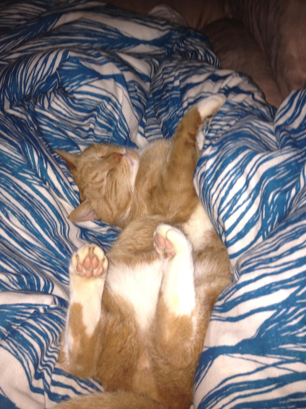 Huskat Garfield (gaffe) billede 8