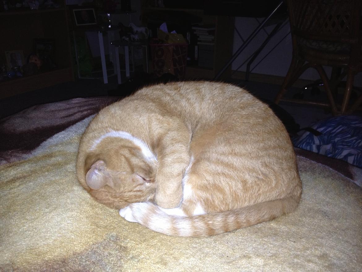 Huskat Garfield (gaffe) billede 9