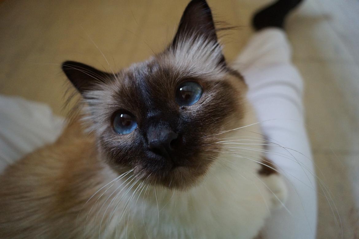 Hellig Birma Pifuni´s Emily billede 9