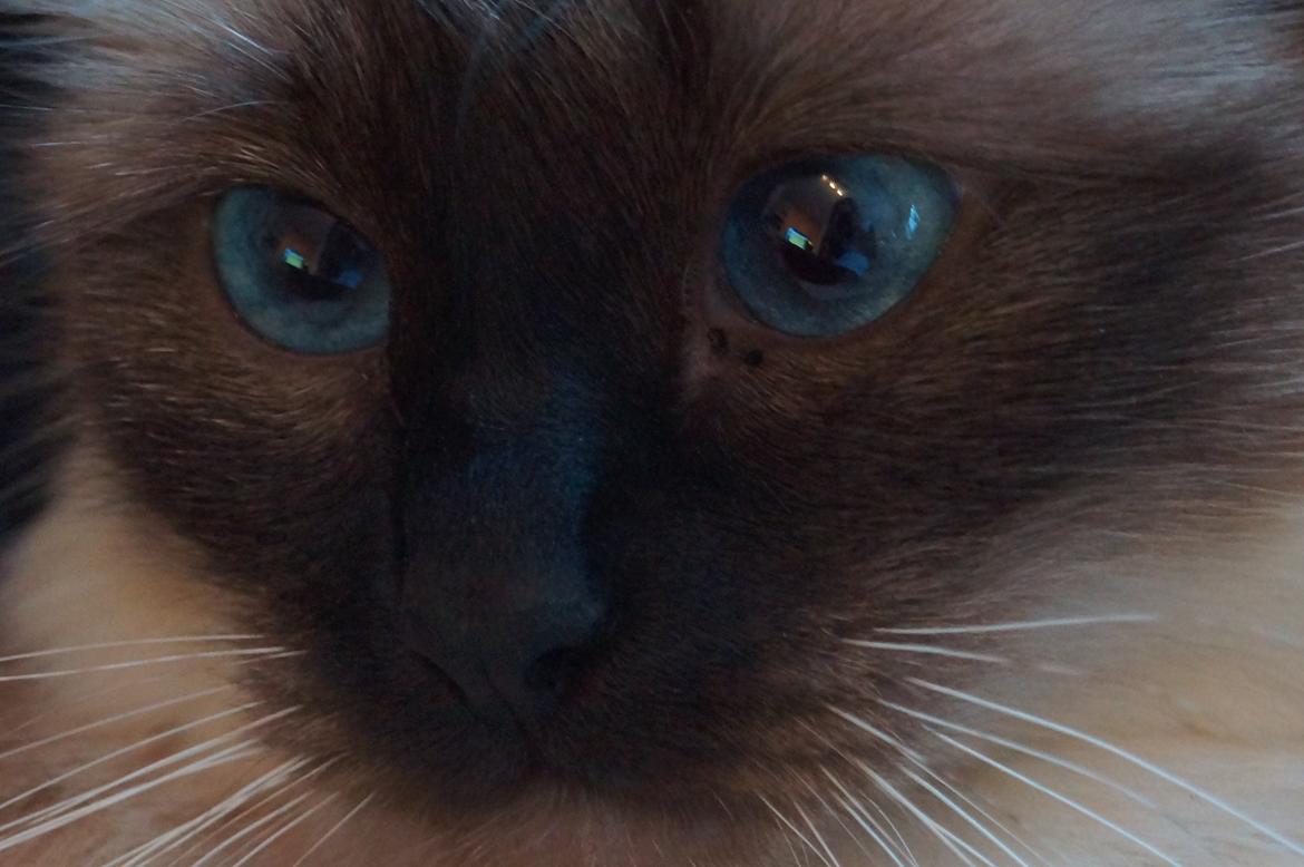 Hellig Birma Pifuni´s Emily billede 18