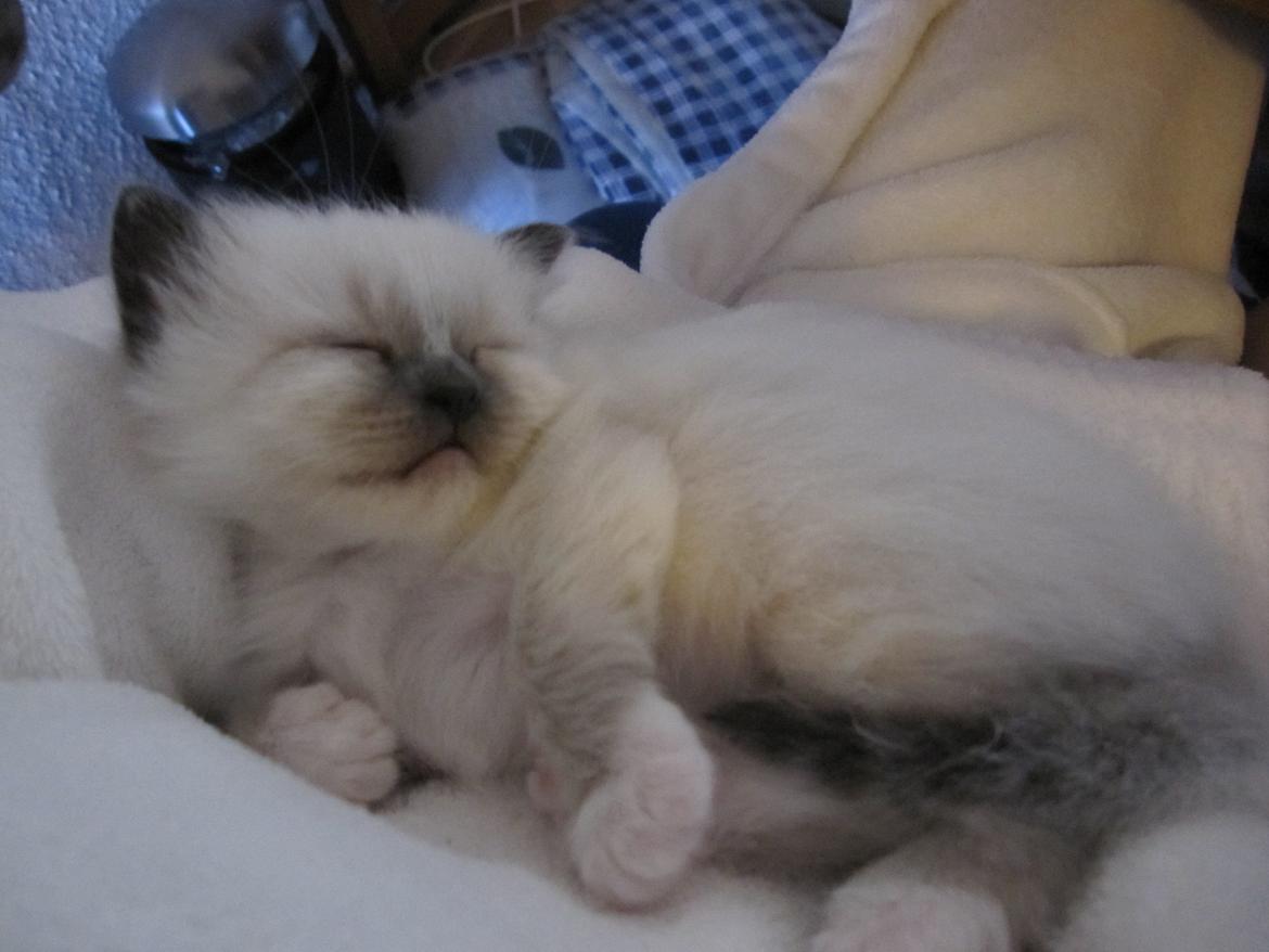 Hellig Birma Pifuni´s Emily billede 22